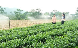 Vốn, chi phí… làm khó nông dân