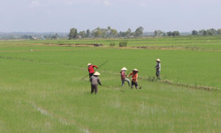 Huyện Krông Ana: Tập trung khắc phục hậu quả mưa lũ, khẩn trương xuống giống vụ hè thu