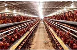 Thịt heo, gà vẫn quẩn quanh sân nhà : Cần chính sách rõ ràng