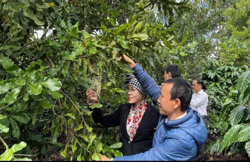 Mắc ca - thêm hướng phát triển mới cho nông nghiệp Ea H’leo