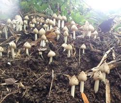 Ngọt ngon nấm mối Tây Nguyên