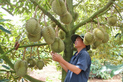 Sầu riêng được xuất khẩu chính ngạch sang thị trường Trung Quốc