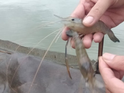 Triển vọng dự án nuôi tôm càng xanh