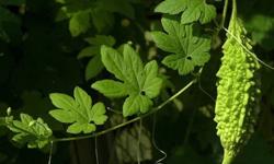 Cảnh báo lá mướp đắng và một số nông sản vượt dư lượng và chất cấm