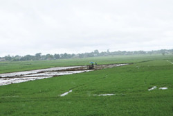 Huyện Ea Súp: Hỗ trợ xây dựng cánh đồng lúa mẫu lớn