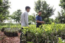 Triển vọng phát triển cây mắc ca ở xã Ea Sol