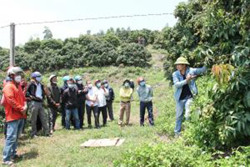 Để quả vải Đắk Lắk hướng đến thị trường xuất khẩu: Cần gỡ khó trong khâu liên kết chuỗi