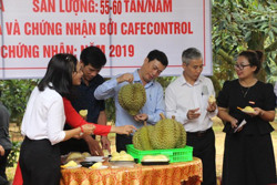 Lễ hội Sầu riêng huyện Krông Pắc lần thứ I - năm 2022 sẽ diễn ra từ ngày 1 đến 3/9/2022