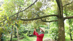 Sầu riêng Đắk Lắk trước cơ hội xuất khẩu chính ngạch sang Trung Quốc: Thay đổi để vươn xa (Kỳ 1)