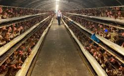 Dân khổ vì trang trại gà gây ô nhiễm