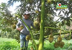 Tạo vùng sản xuất cây ăn trái tập trung để xuất khẩu