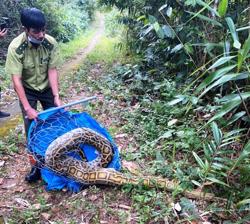 Thú rừng vẫn bị tàn sát