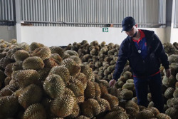 Sầu riêng Đắk Lắk trước cơ hội xuất khẩu chính ngạch sang Trung Quốc: Thay đổi để vươn xa (Kỳ 2)