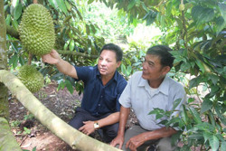 Sầu riêng Đắk Lắk trước cơ hội xuất khẩu chính ngạch sang Trung Quốc: Thay đổi để vươn xa (Kỳ cuối)