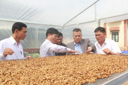 Số hợp tác xã mới thành lập tăng 4%