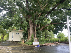 Di sản trăm tuổi trên đất Buôn Đôn