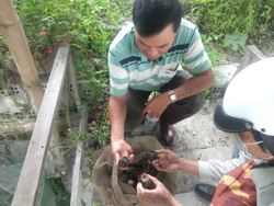 Nuôi ốc nhồi: Đầu tư ít, hiệu quả cao