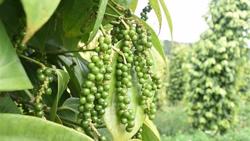 Giá tiêu hôm nay 27/7: Tiếp tục đà tăng, chạm mốc 73.500 đ/kg