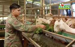 Xoay xở trong "bão giá" để duy trì chăn nuôi