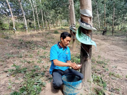 "Vàng trắng" tăng giá, nông dân phấn khởi