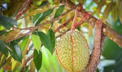 Tập huấn cho nông dân, doanh nghiệp về sầu riêng xuất khẩu sang Trung Quốc