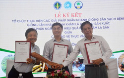 Sử dụng các giống sạch và kháng bệnh để phòng trừ hiệu quả bệnh khảm lá sắn