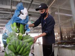 Bài học đắt cho nông sản xuất khẩu