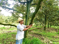 Nông dân đối mặt với nỗi lo mất mùa sầu riêng