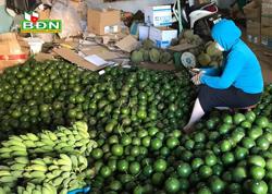 Nông dân trồng bơ vẫn “tự bơi”