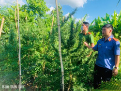 6 tháng đầu năm 2022: Toàn tỉnh phát hiện 19 vụ trồng trái phép cây cần sa 