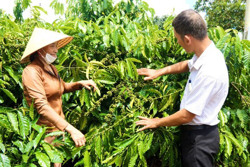 Người đam mê nông nghiệp hữu cơ