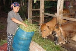Huyện Krông Bông: Hơn 58.700 lượt người nghèo và đối tượng chính sách được vay vốn tín dụng ưu đãi