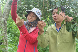 Nông dân Ea Hiao có thu nhập khá từ cây mắc ca