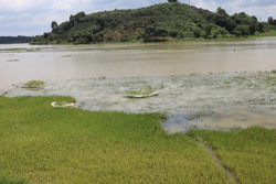 Huyện Lắk: Hơn 1 nghìn ha lúa vụ hè thu bị ngập