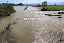 Huyện Lắk: Gần 1.900 ha lúa hè thu bị ngập lụt