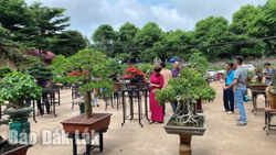 Hơn 500 tác phẩm tham dự triển lãm – trưng bày và hội thi sinh vật cảnh Thị xã Buôn Hồ