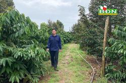 Trồng xen cây ăn trái để tăng thu nhập