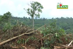 Huyện Đắk Glong phạt 40 triệu đồng 1 đối tượng chiếm đất rừng