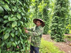 Mặc cho tỉnh chỉ đạo, công ty cà phê chây ì giải quyết chế độ