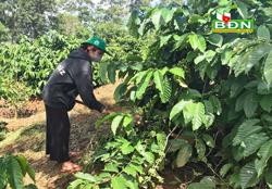 Cần tăng cường chăm sóc cà phê trong mùa mưa