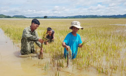 Hơn 5.200 ha cây trồng các loại bị thiệt hại do ngập lụt