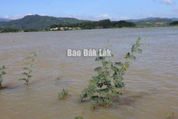 Huyện Lắk: Mưa lũ gây thiệt hại về nông nghiệp khoảng 80 tỷ đồng