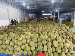 Đắk Lắk: Lễ hội nâng tầm sầu riêng Krông Pắc