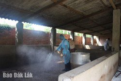 TP. Buôn Ma Thuột: Triển khai các biện pháp cấp bách phòng, chống dịch tả lợn châu Phi sau khi phát hiện ổ dịch