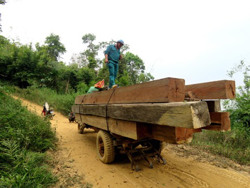 Nâng cao hiệu quả quản lý, bảo vệ rừng tại huyện Ea Kar: Tập trung xử lý dứt điểm những tồn tại kéo dài