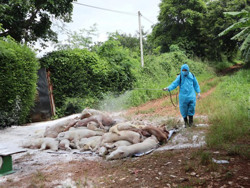 TP. Buôn Ma Thuột: Khoanh vùng, khống chế dịch tả lợn châu Phi