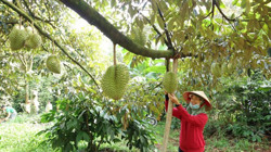 Sầu riêng và những bước đi trên con đường chính ngạch