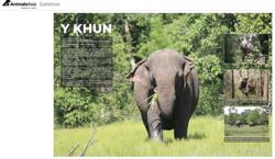 Ngắm chân dung voi nhà Đắk Lắk qua... ảnh