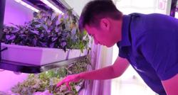 Trồng rau xanh tại nhà: Không chỉ để vui!