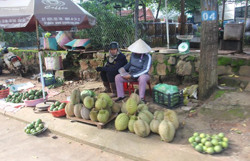 Cây trái quanh tôi